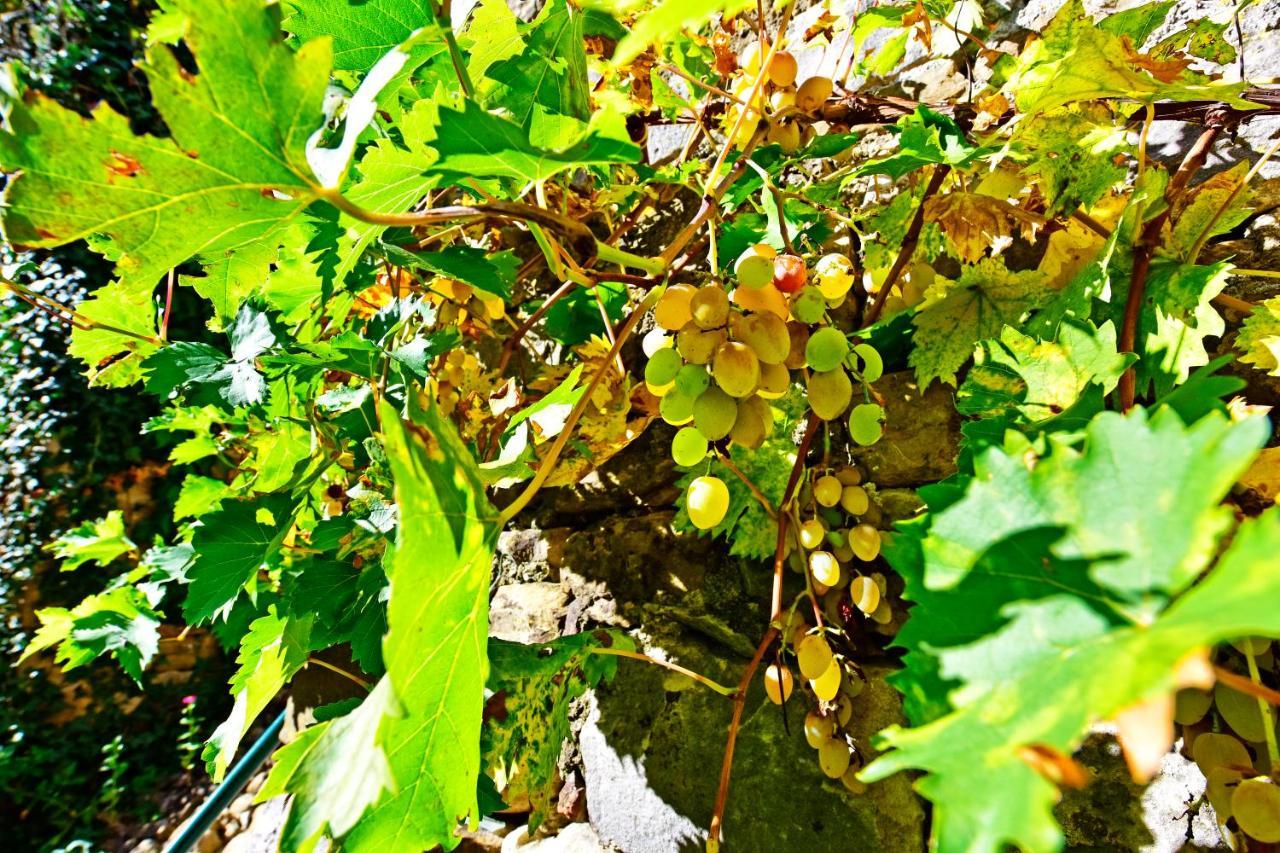 Villa Fragola Motovun Esterno foto